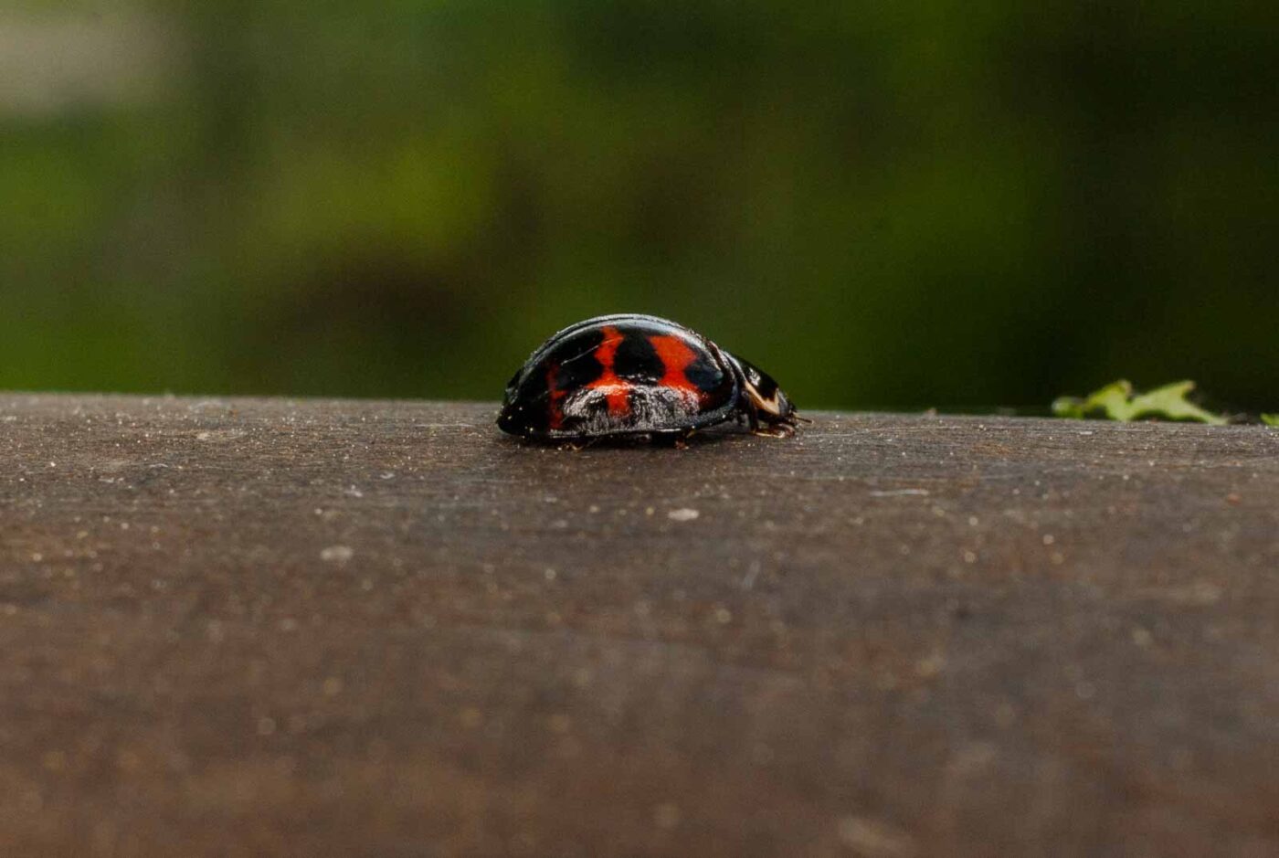 2017-05-11 - NSG Brinksknapp Recklinghausen