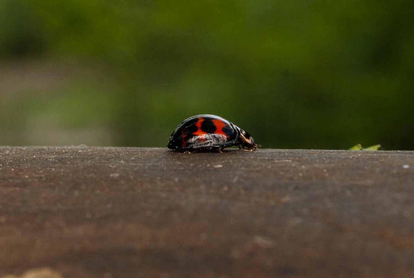 2017-05-11 - NSG Brinksknapp Recklinghausen