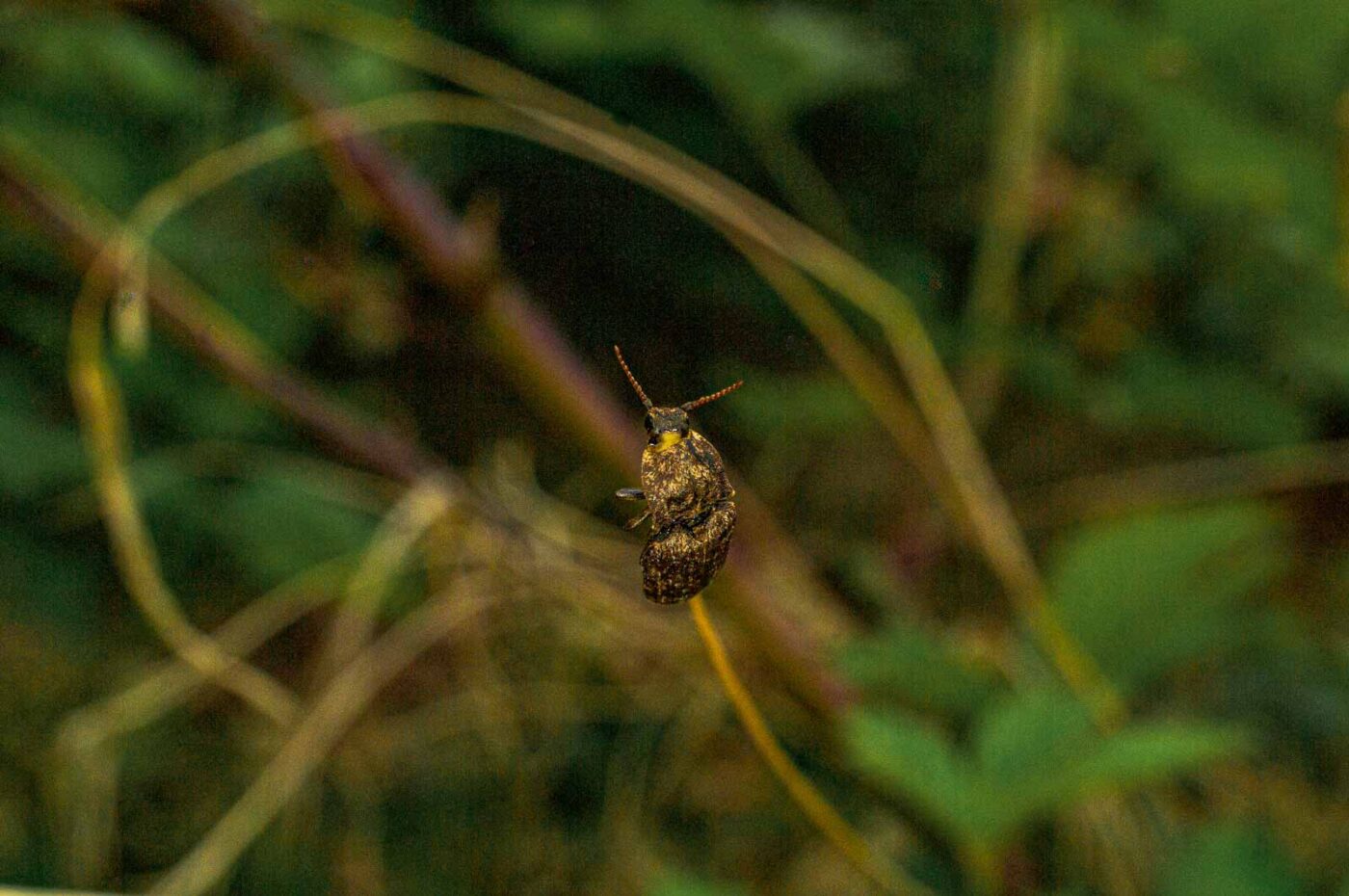 2017-05-11 - NSG Brinksknapp Recklinghausen