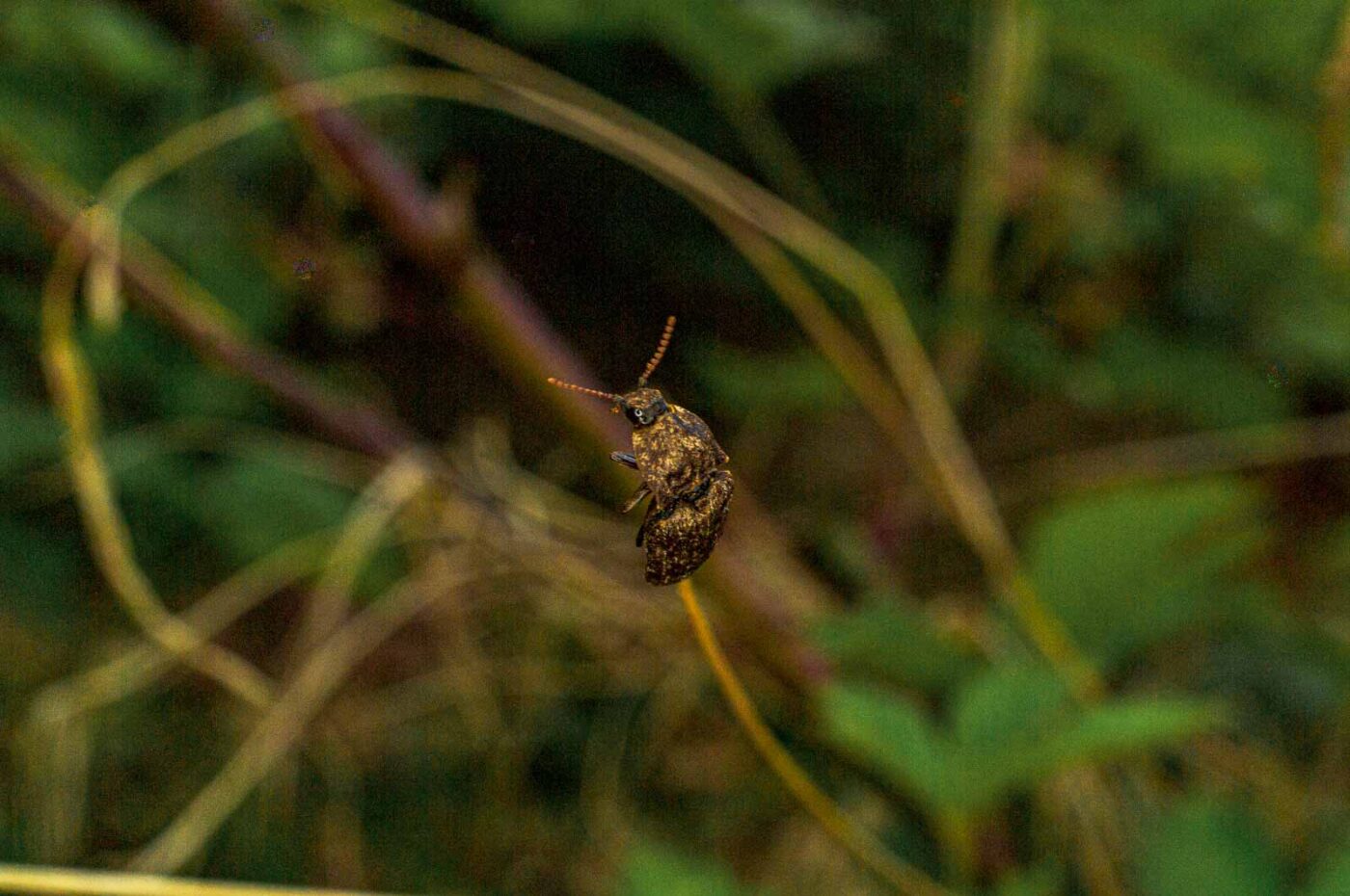 2017-05-11 - NSG Brinksknapp Recklinghausen