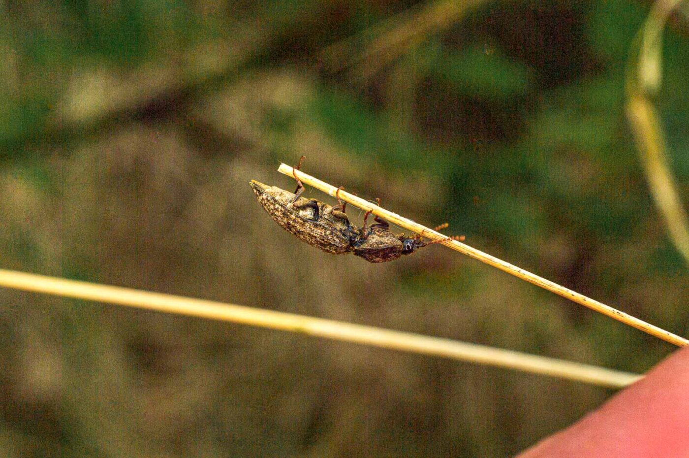 2017-05-11 - NSG Brinksknapp Recklinghausen