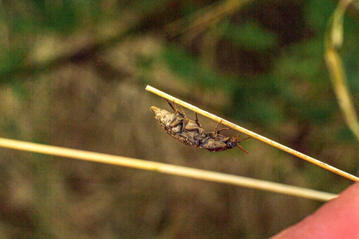 2017-05-11 - NSG Brinksknapp Recklinghausen