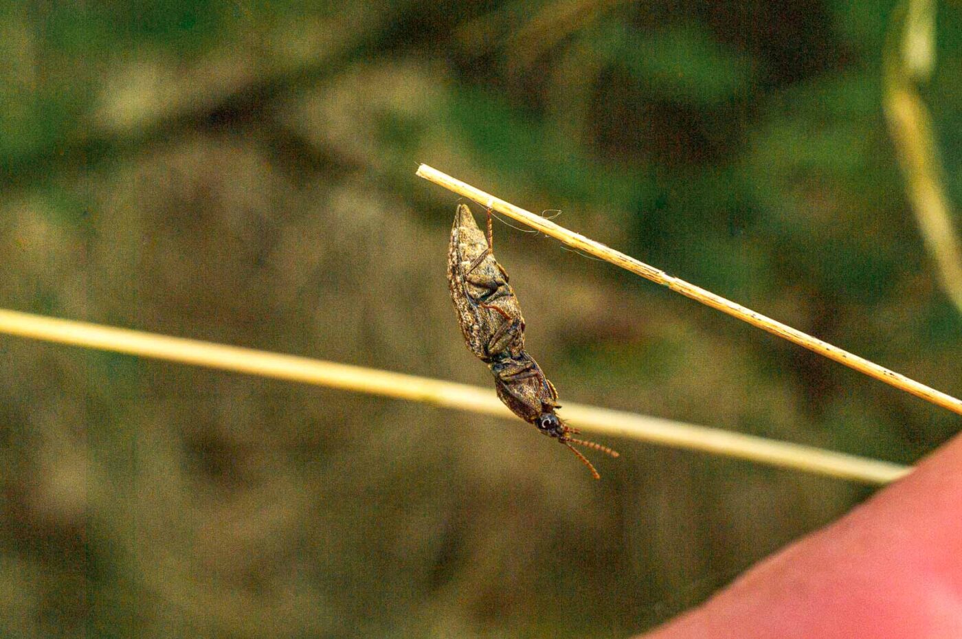 2017-05-11 - NSG Brinksknapp Recklinghausen