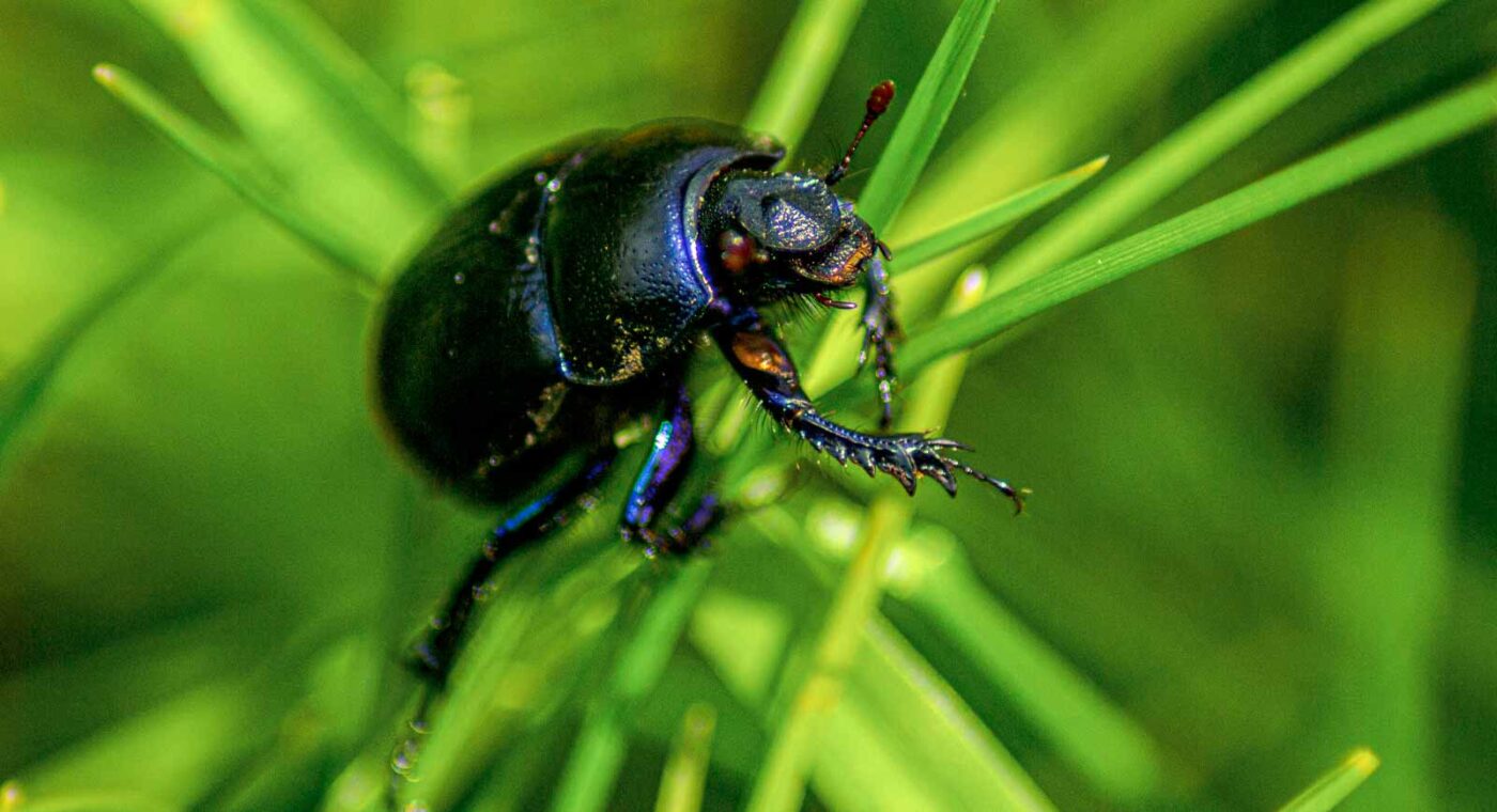 2017-05-11 - NSG Brinksknapp Recklinghausen