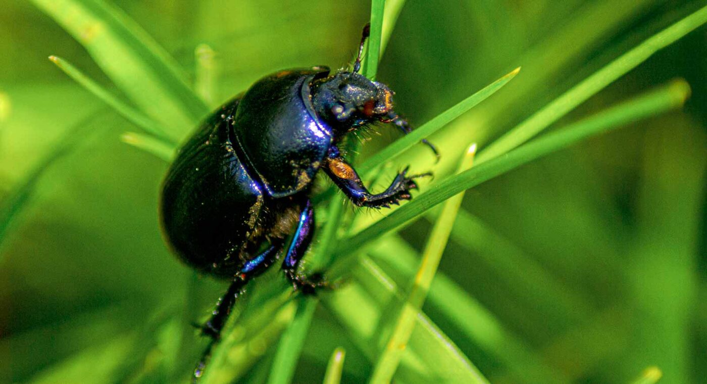 2017-05-11 - NSG Brinksknapp Recklinghausen