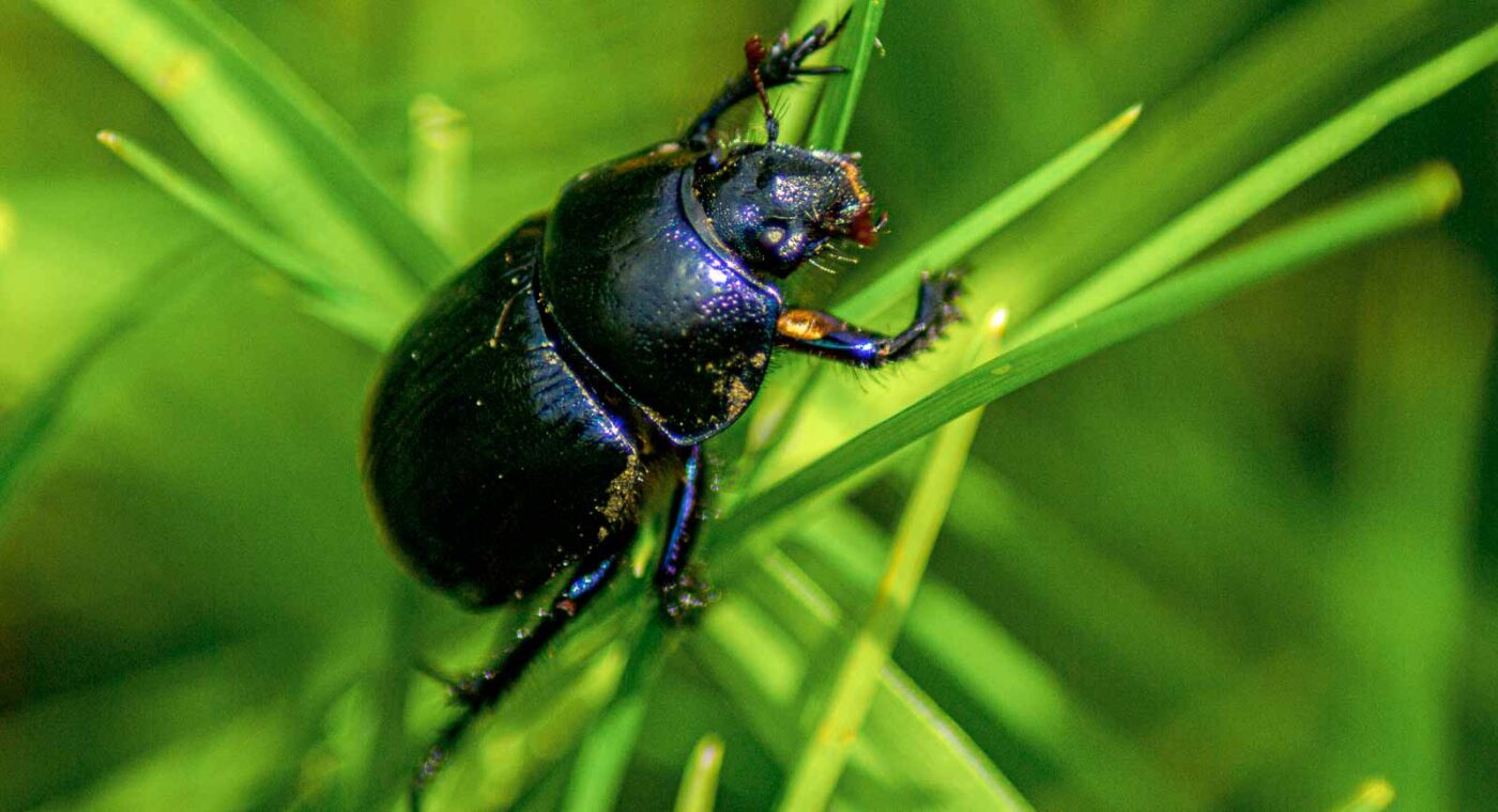 2017-05-11 - NSG Brinksknapp Recklinghausen