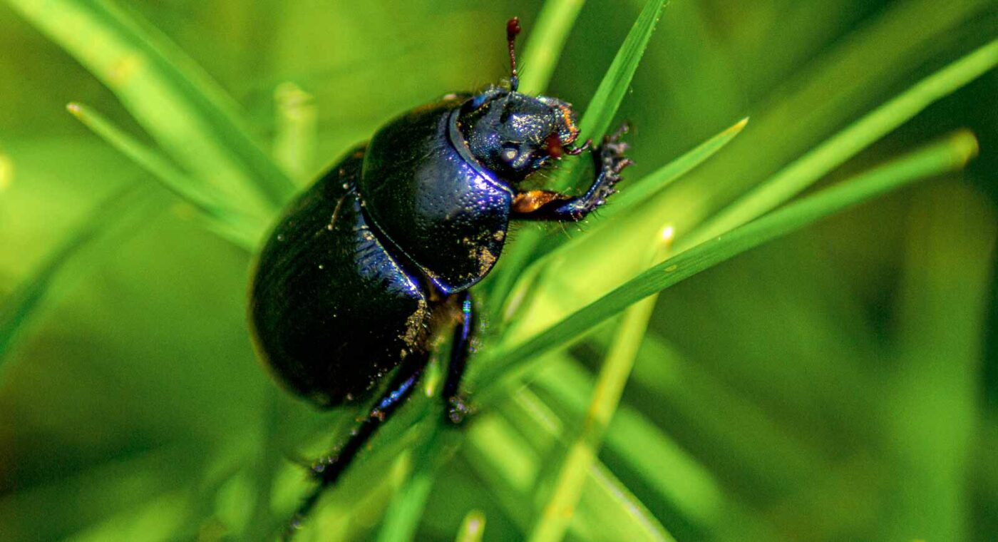 2017-05-11 - NSG Brinksknapp Recklinghausen