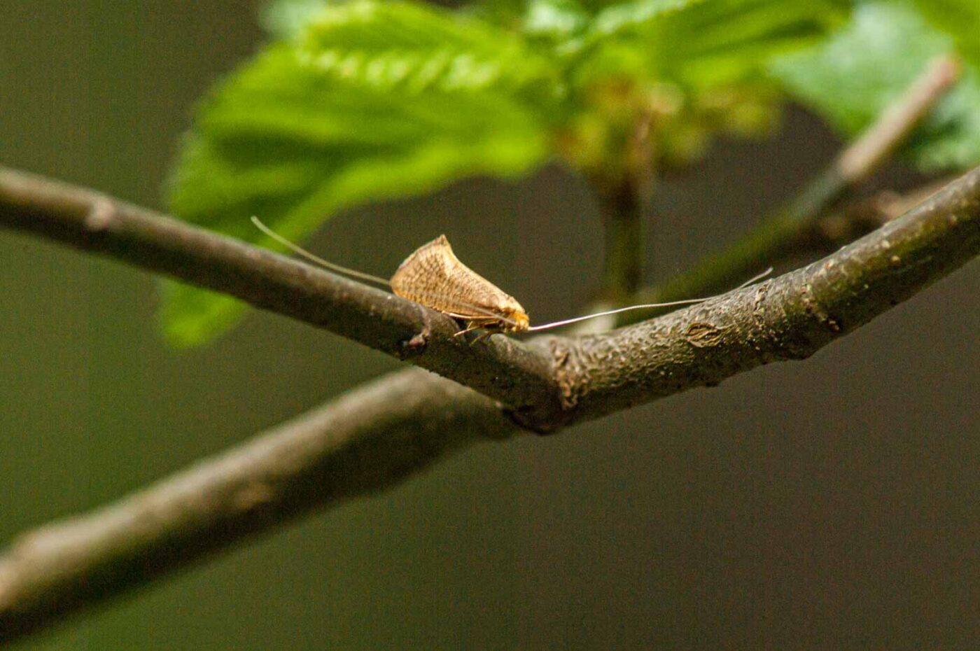 2017-05-11 - NSG Brinksknapp Recklinghausen