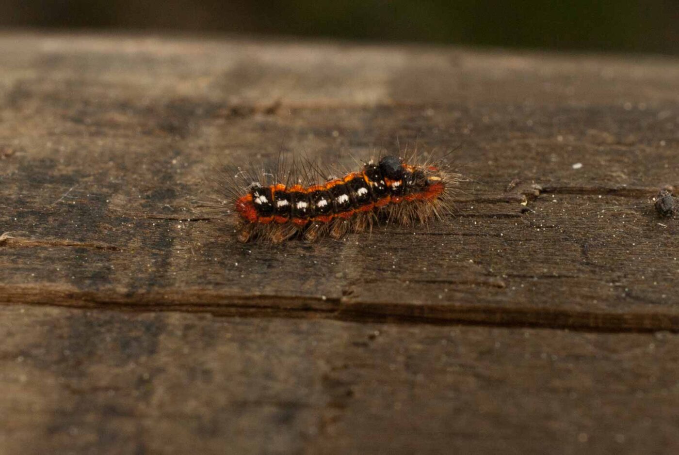 2017-05-11 - NSG Brinksknapp Recklinghausen