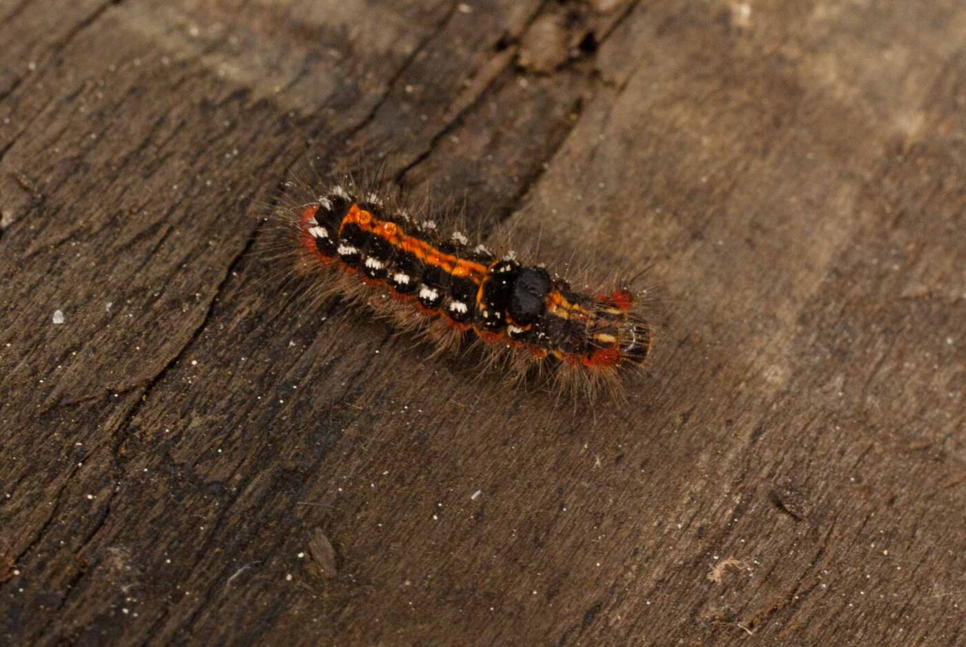 2017-05-11 - NSG Brinksknapp Recklinghausen