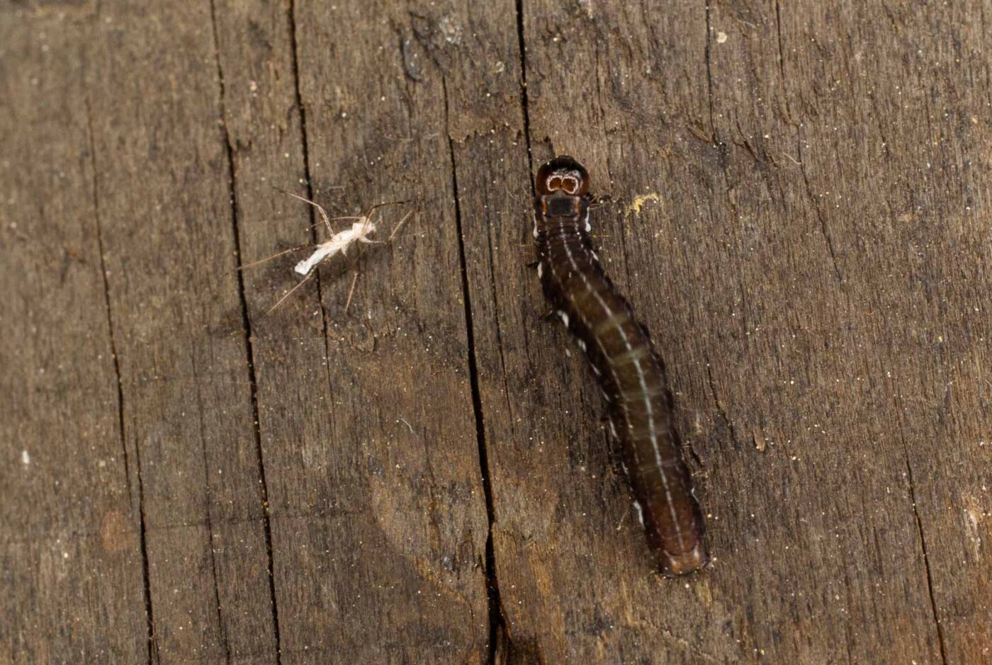 2017-05-11 - NSG Brinksknapp Recklinghausen