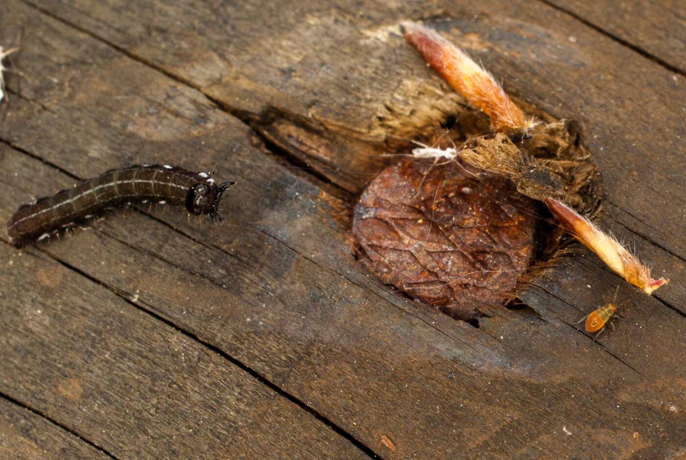 2017-05-11 - NSG Brinksknapp Recklinghausen