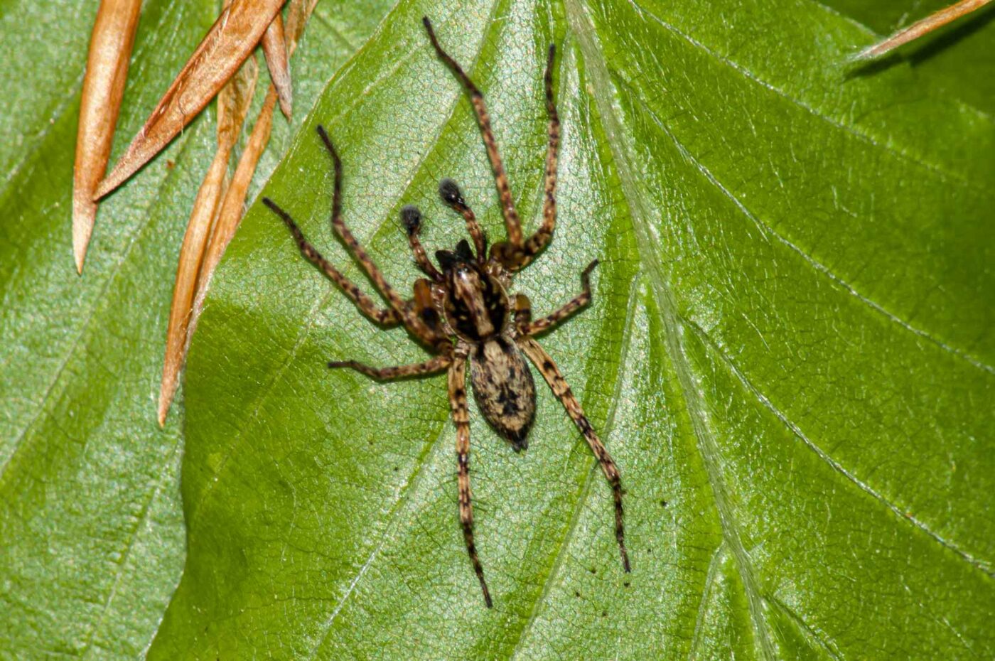 2017-05-11 - NSG Brinksknapp Recklinghausen