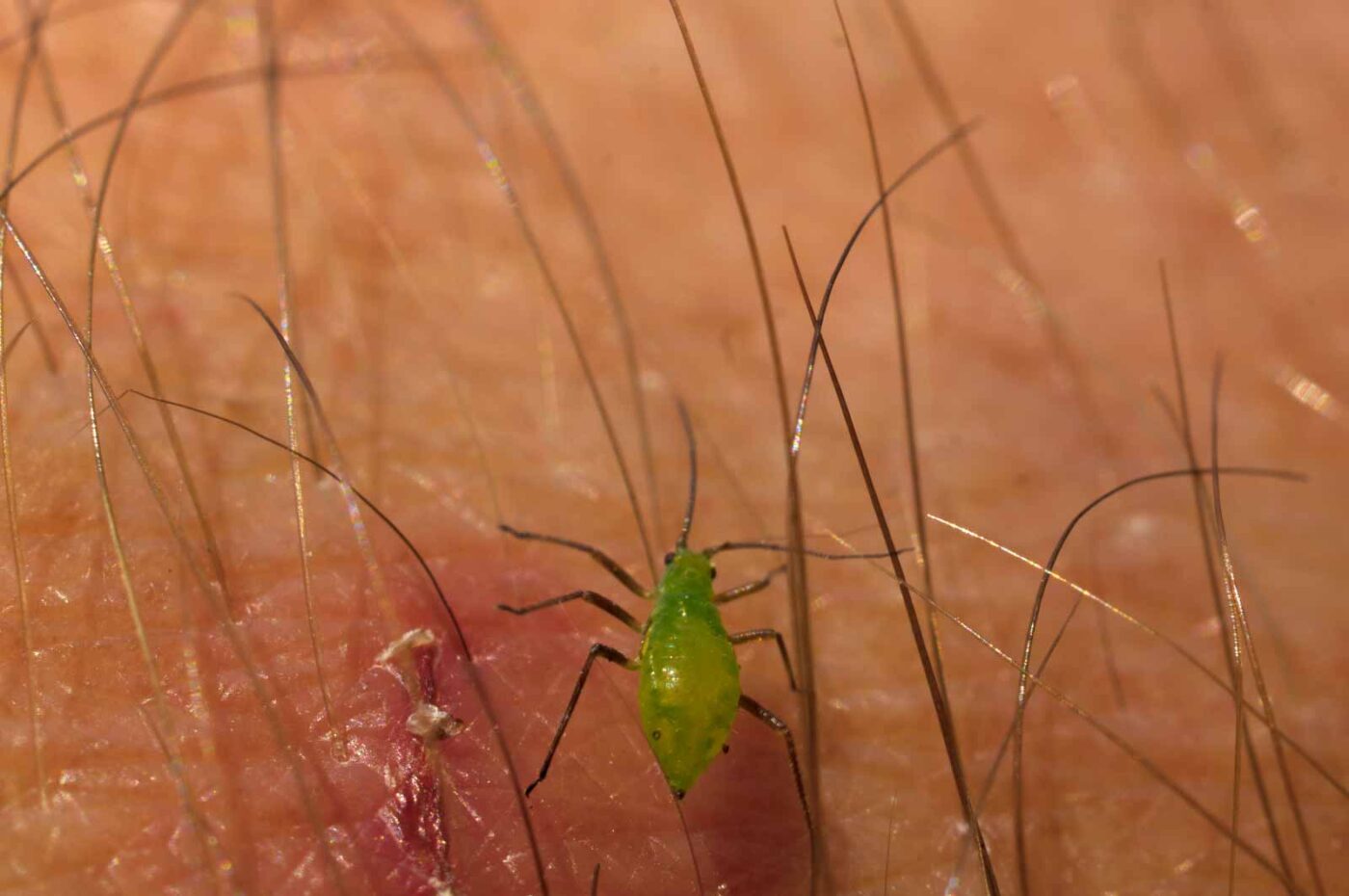 2017-05-11 - NSG Brinksknapp Recklinghausen