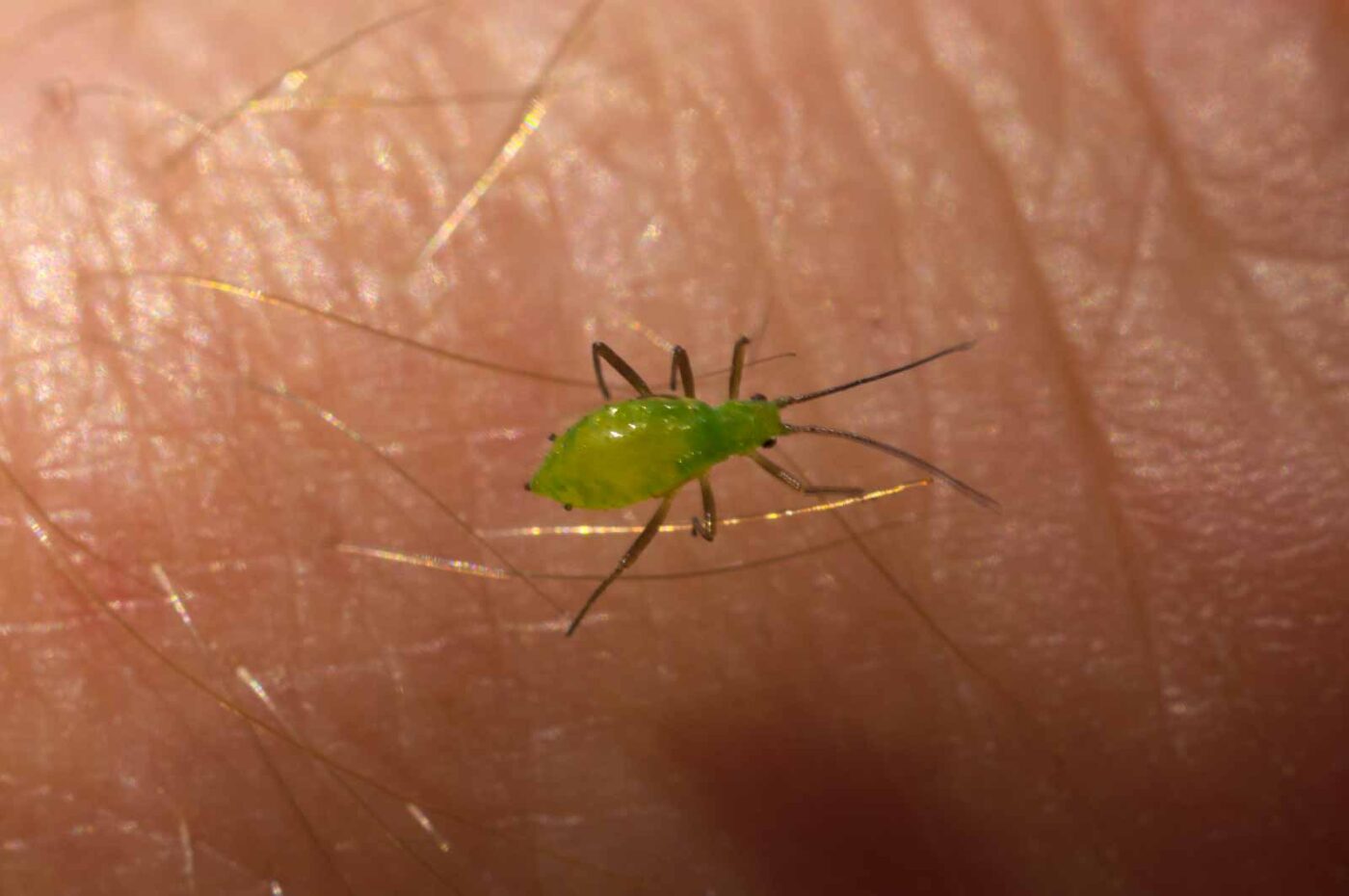 2017-05-11 - NSG Brinksknapp Recklinghausen