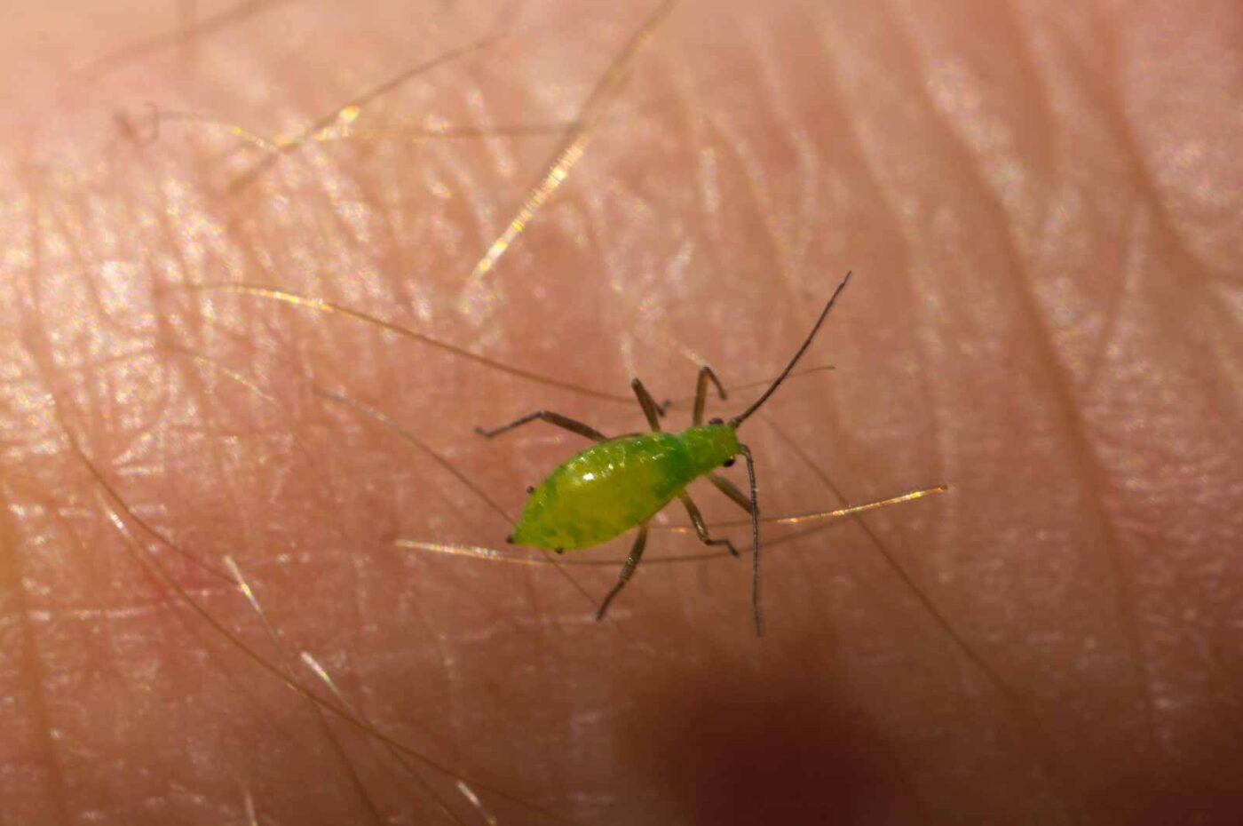 2017-05-11 - NSG Brinksknapp Recklinghausen