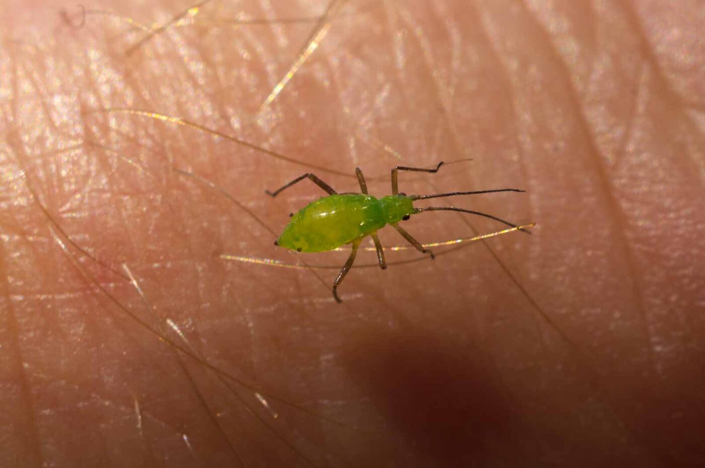 2017-05-11 - NSG Brinksknapp Recklinghausen