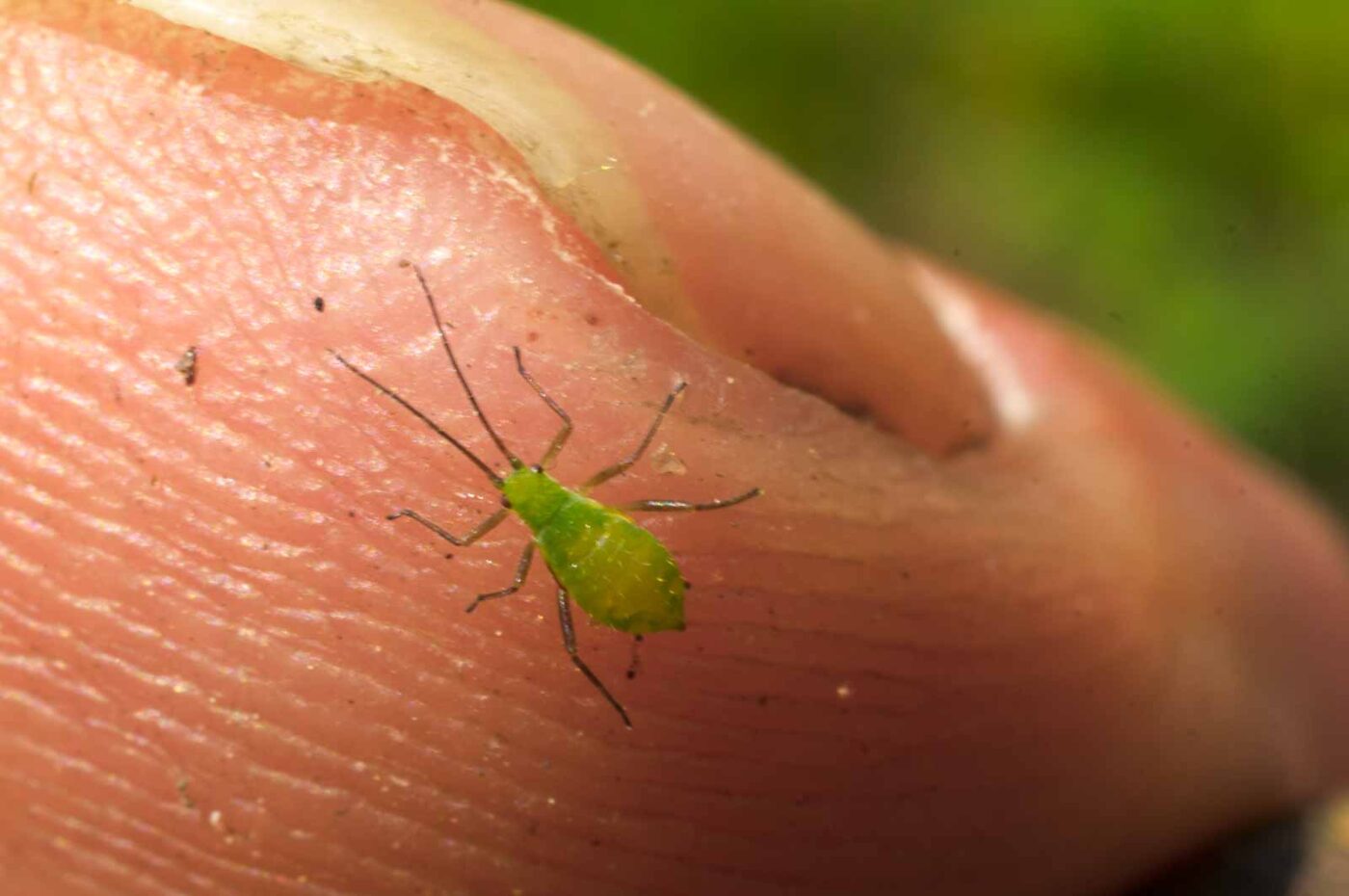 2017-05-11 - NSG Brinksknapp Recklinghausen