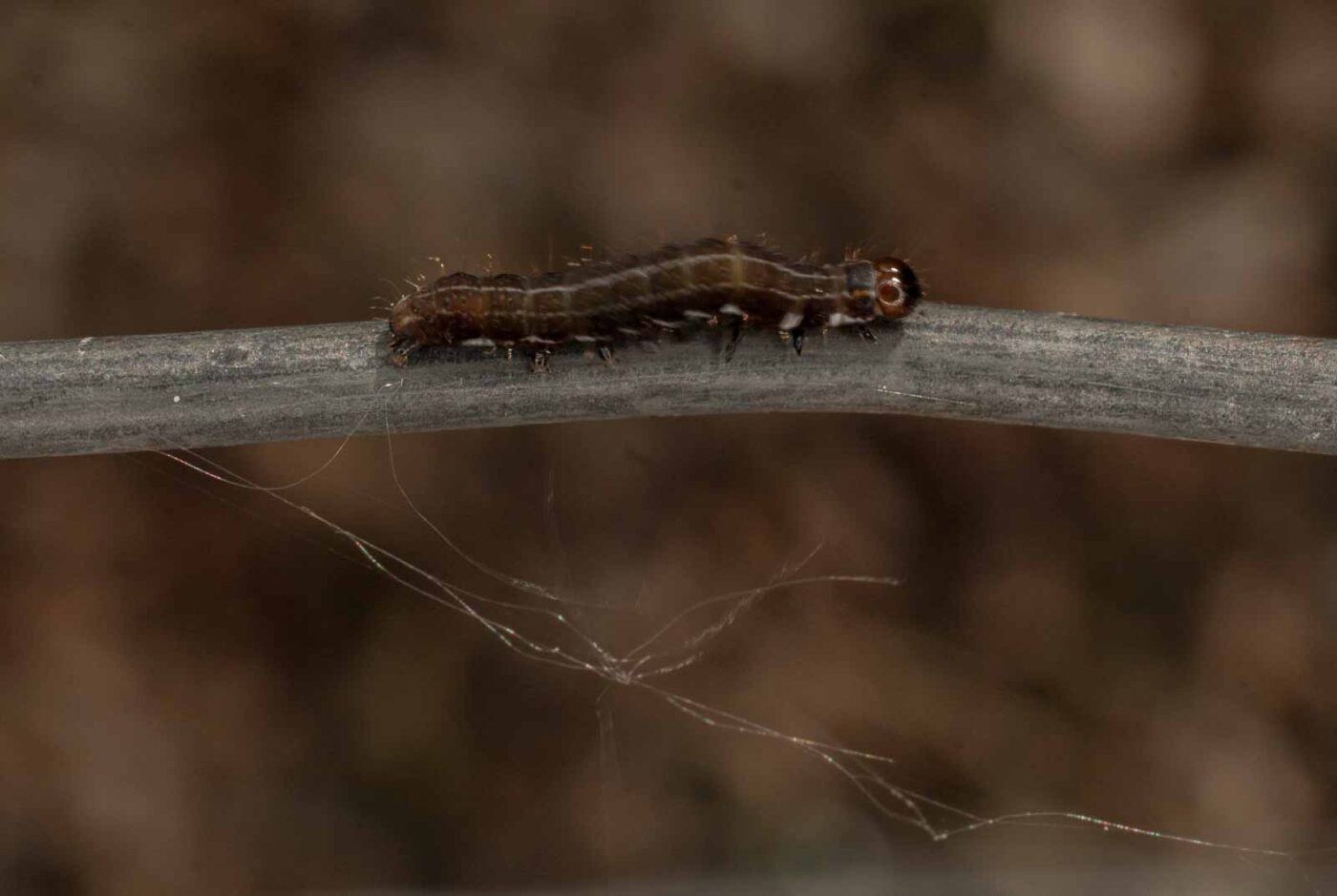 2017-05-11 - NSG Brinksknapp Recklinghausen