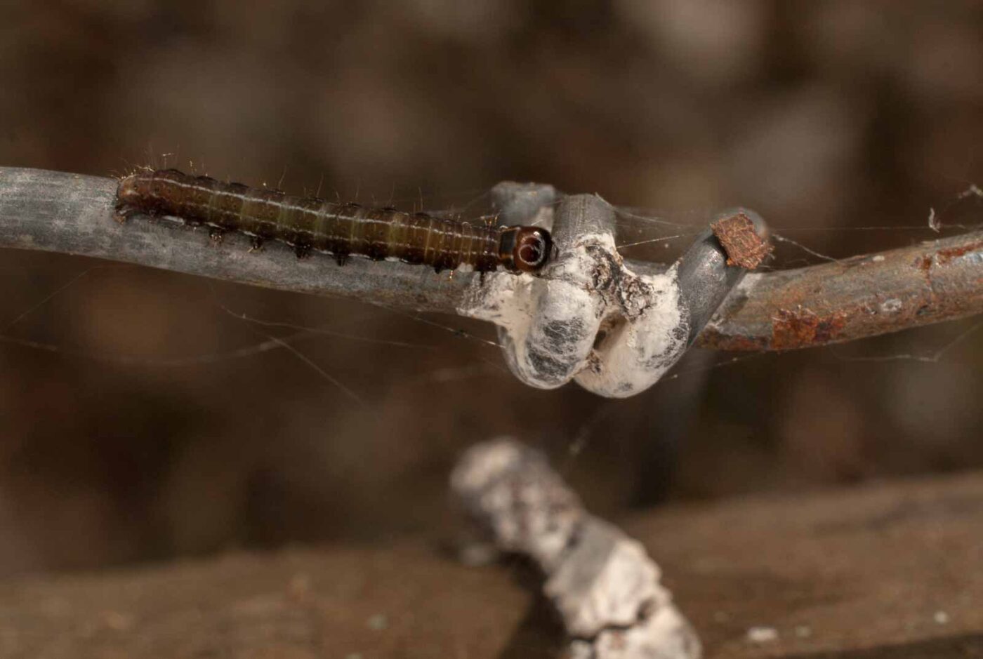 2017-05-11 - NSG Brinksknapp Recklinghausen