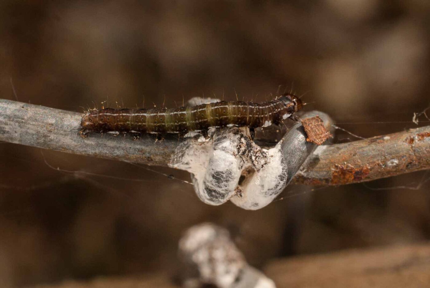 2017-05-11 - NSG Brinksknapp Recklinghausen