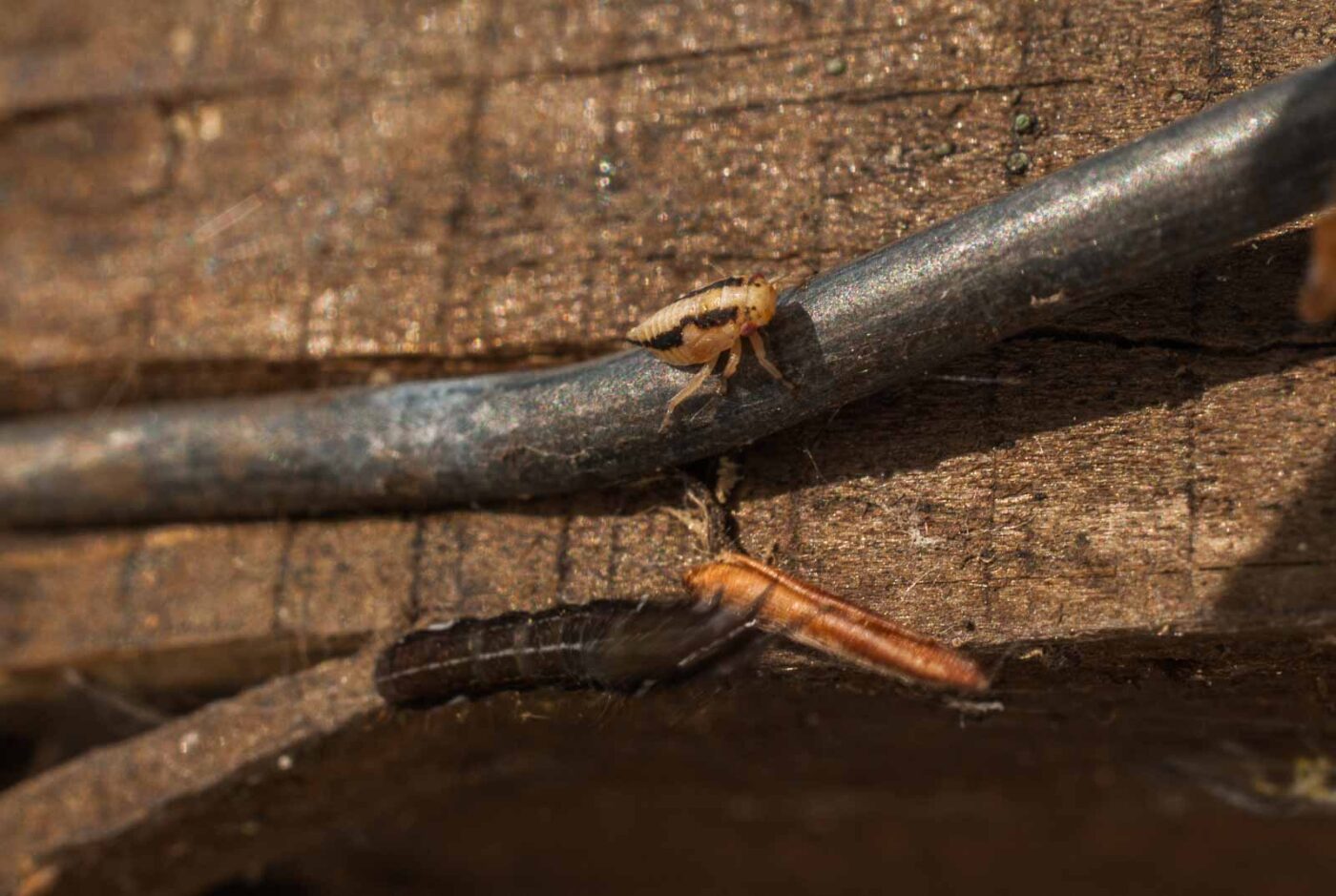 2017-05-11 - NSG Brinksknapp Recklinghausen