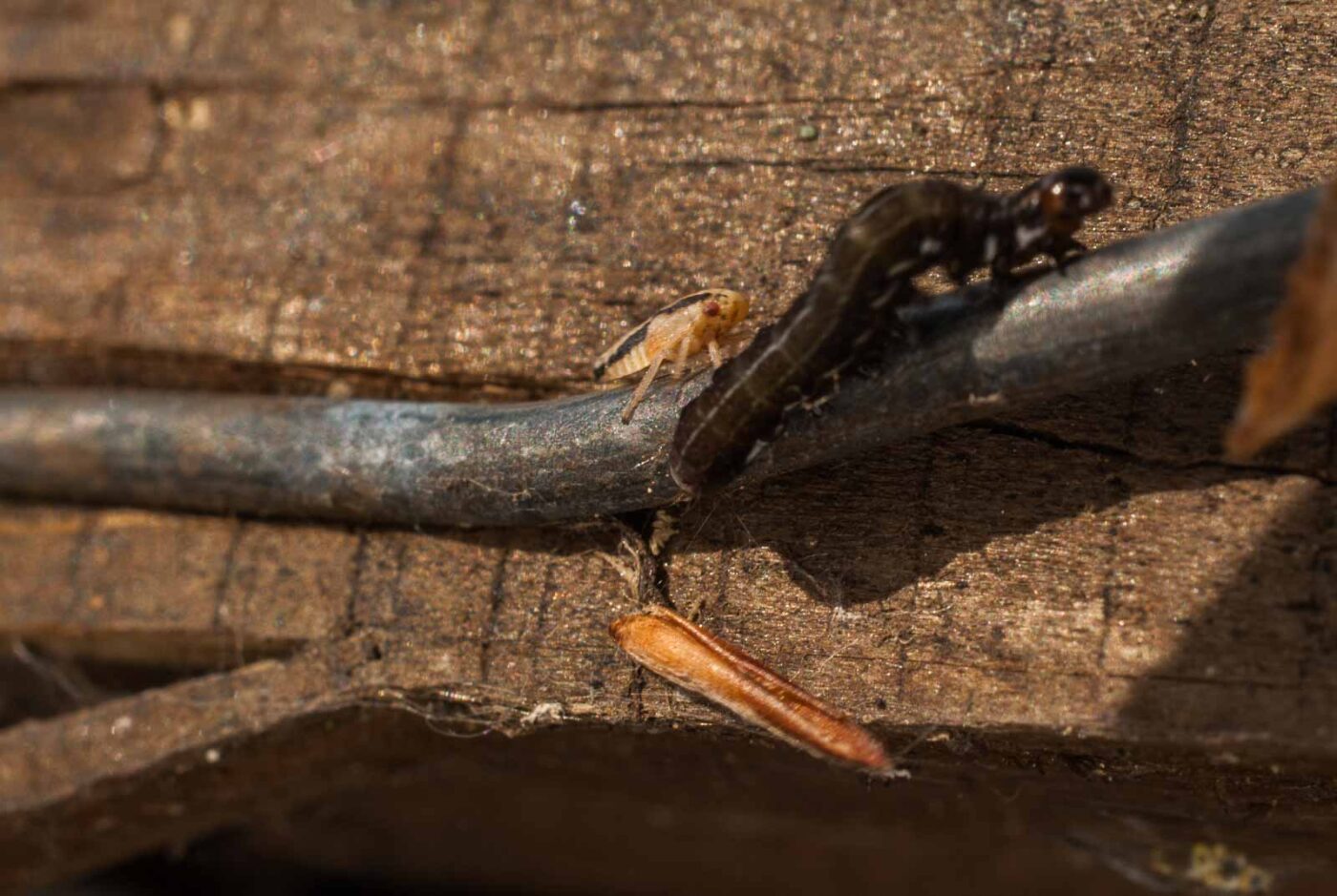 2017-05-11 - NSG Brinksknapp Recklinghausen