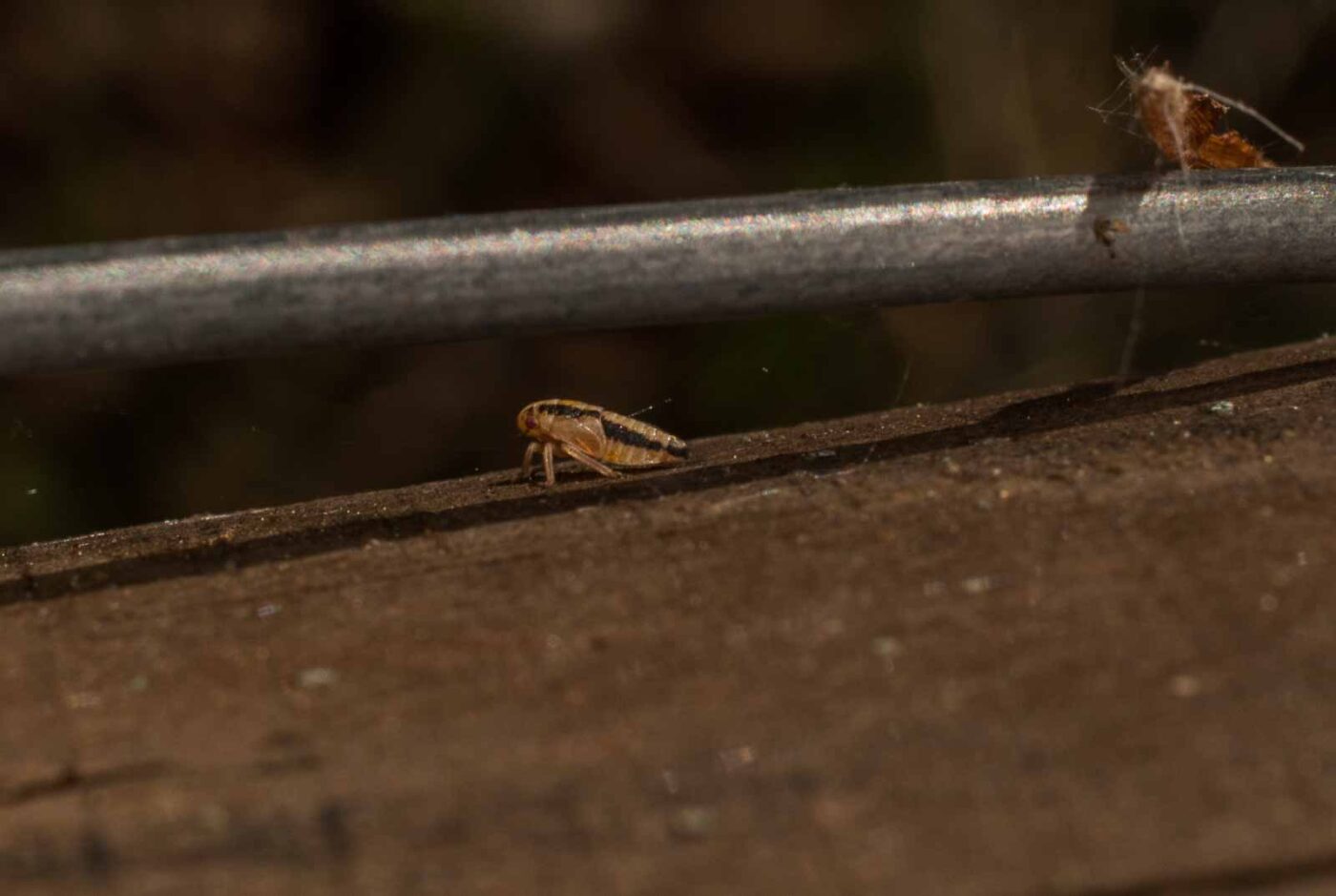 2017-05-11 - NSG Brinksknapp Recklinghausen