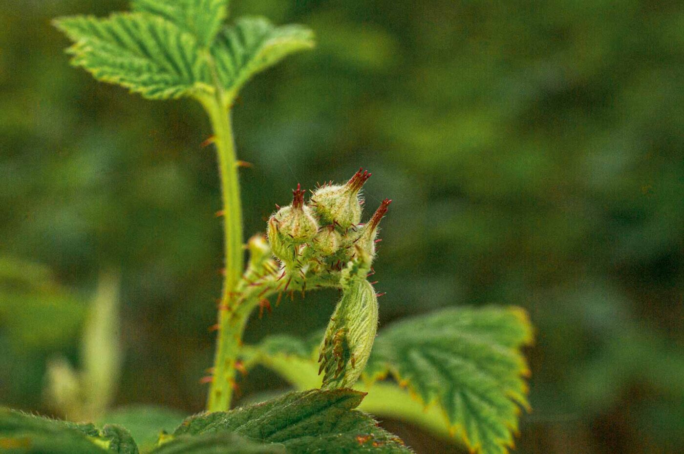 2017-05-11 - NSG Brinksknapp Recklinghausen