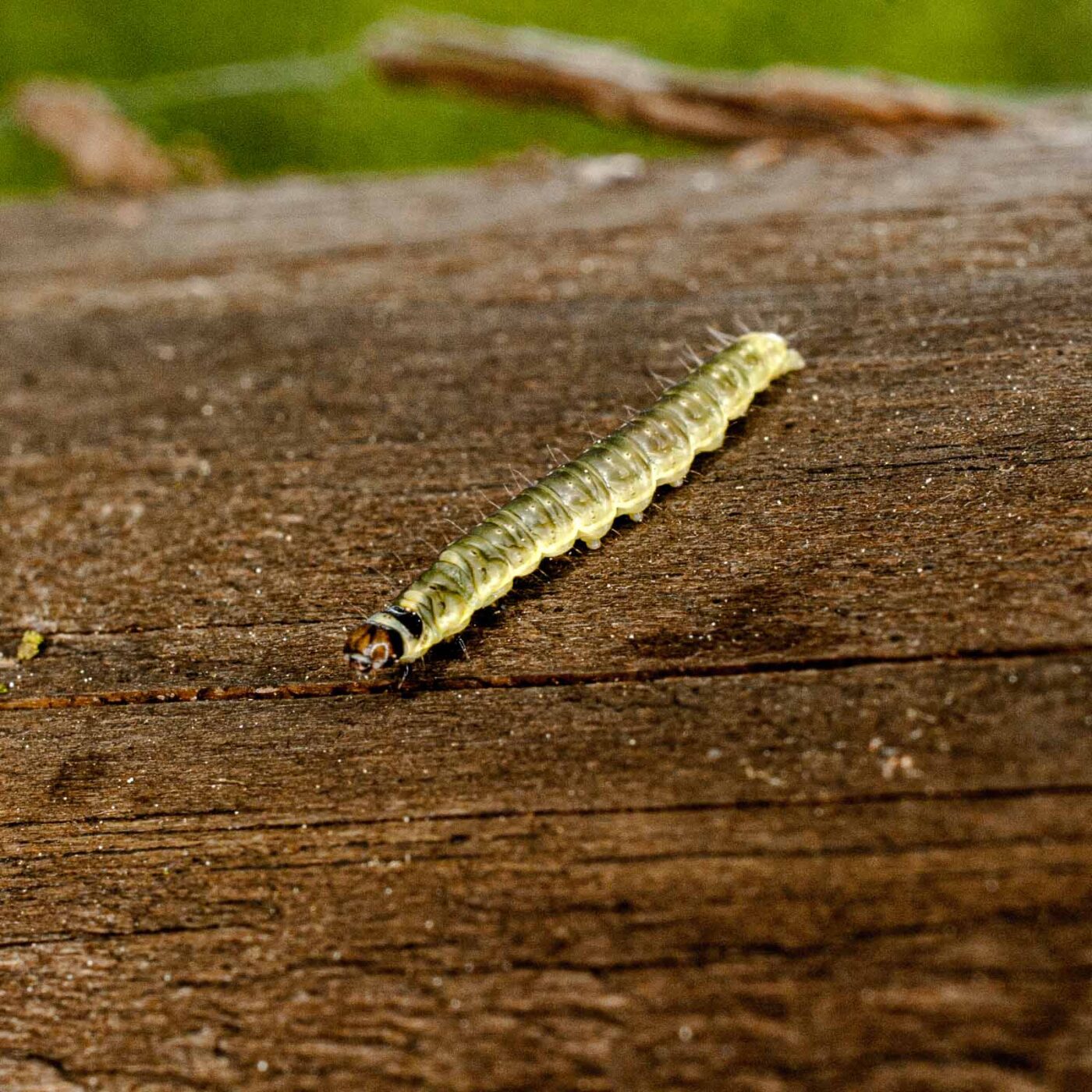 2017-05-11 - NSG Brinksknapp Recklinghausen