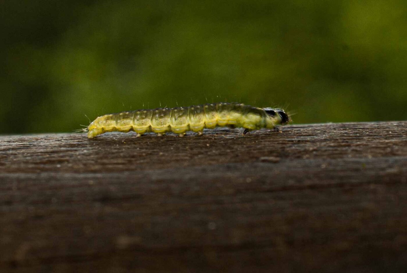 2017-05-11 - NSG Brinksknapp Recklinghausen