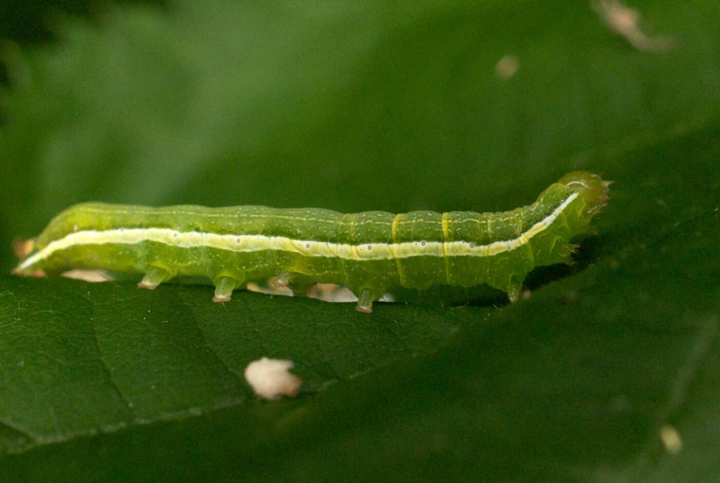 2017-05-28 - NSG Halde Pluto-Wilhelm HER-Wanne