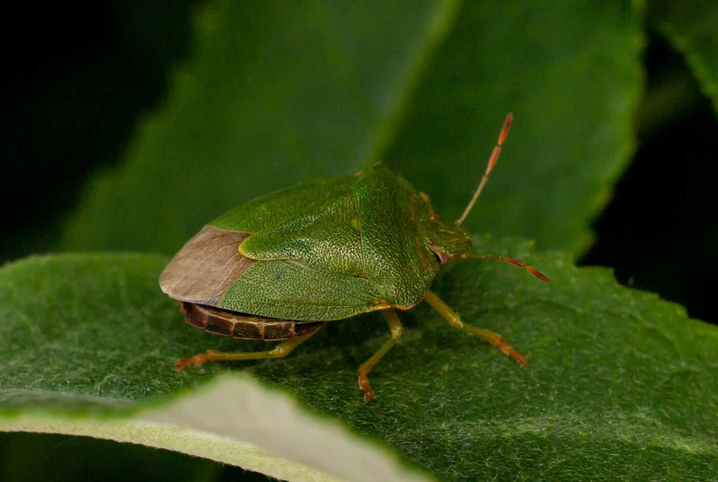 2017-05-28 - NSG Halde Pluto-Wilhelm HER-Wanne