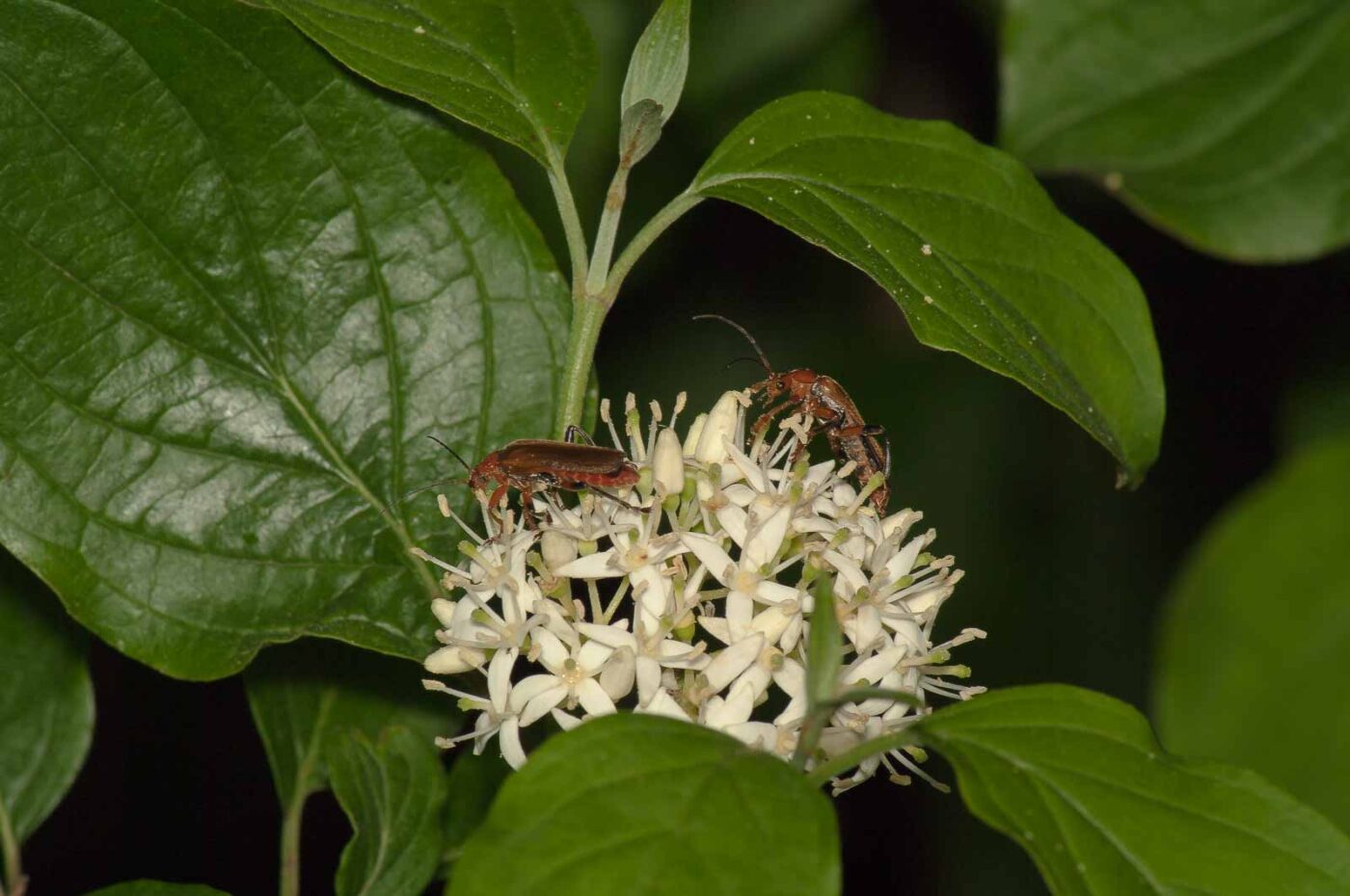 2017-05-28 - NSG Halde Pluto-Wilhelm HER-Wanne