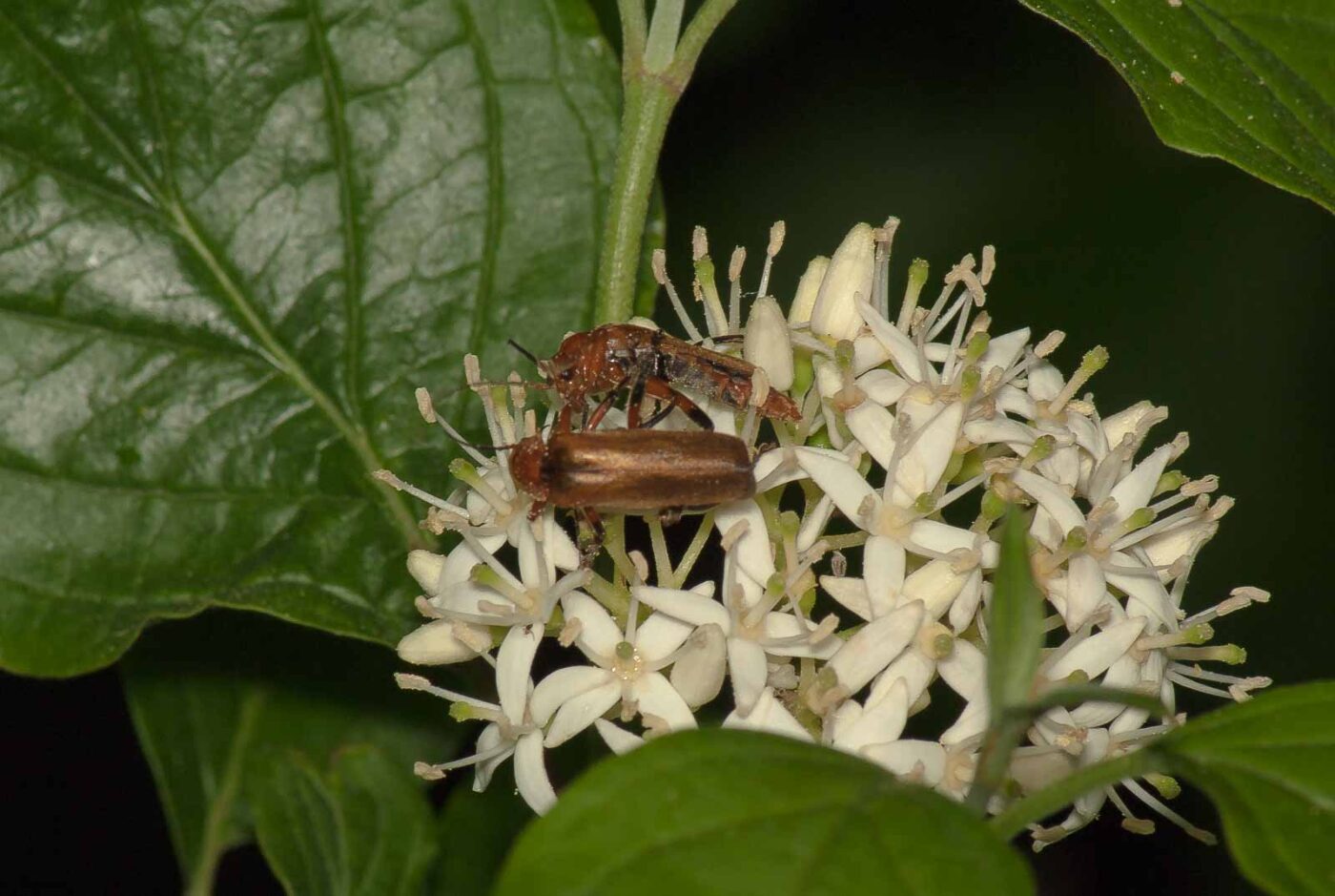 2017-05-28 - NSG Halde Pluto-Wilhelm HER-Wanne
