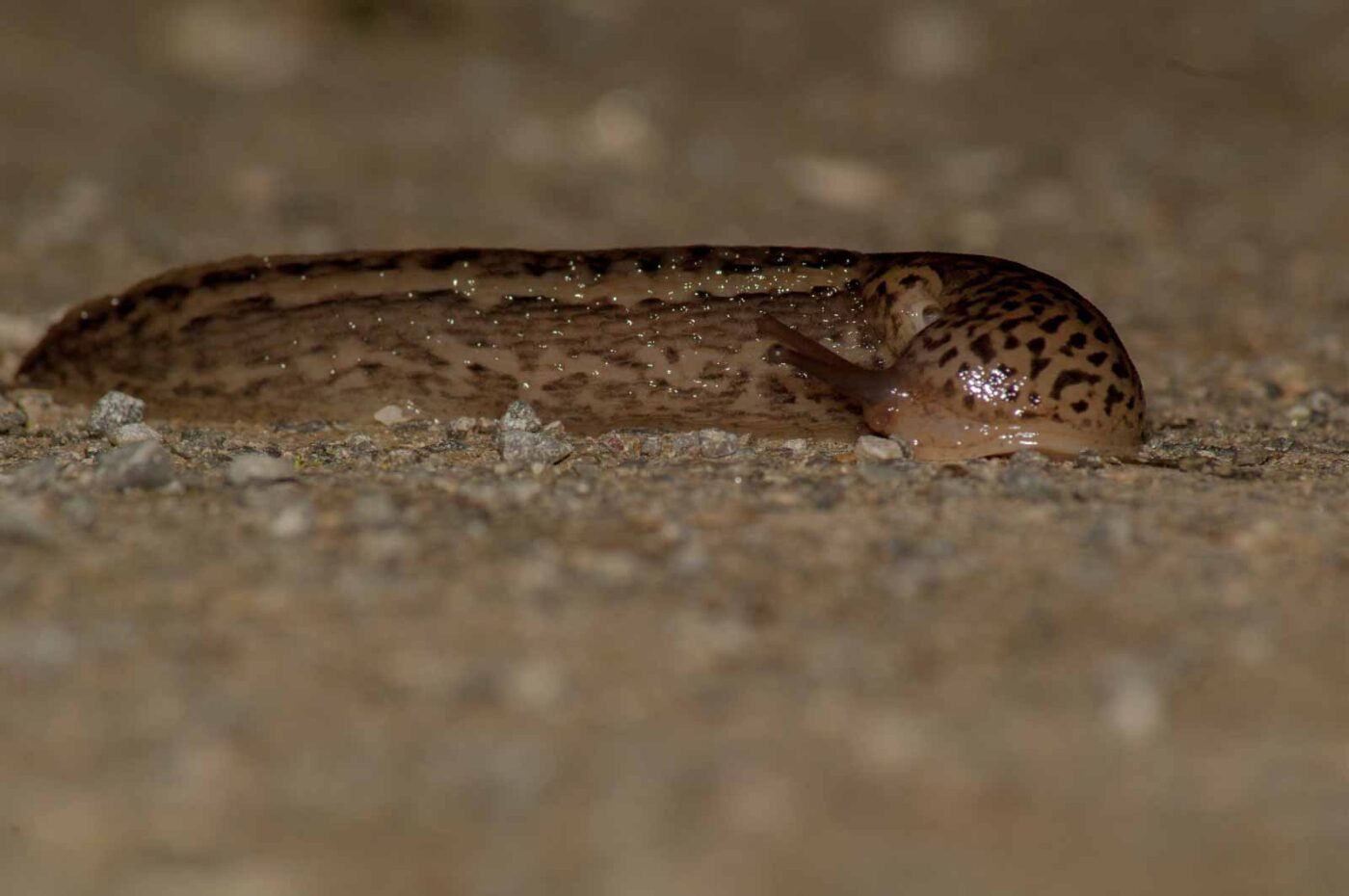 2017-05-28 - NSG Halde Pluto-Wilhelm HER-Wanne