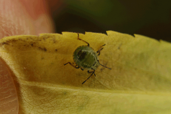 2017-06-25 - NSG-Halde Pluto-Wilhelm - Grüne Stinkwanze tanzt