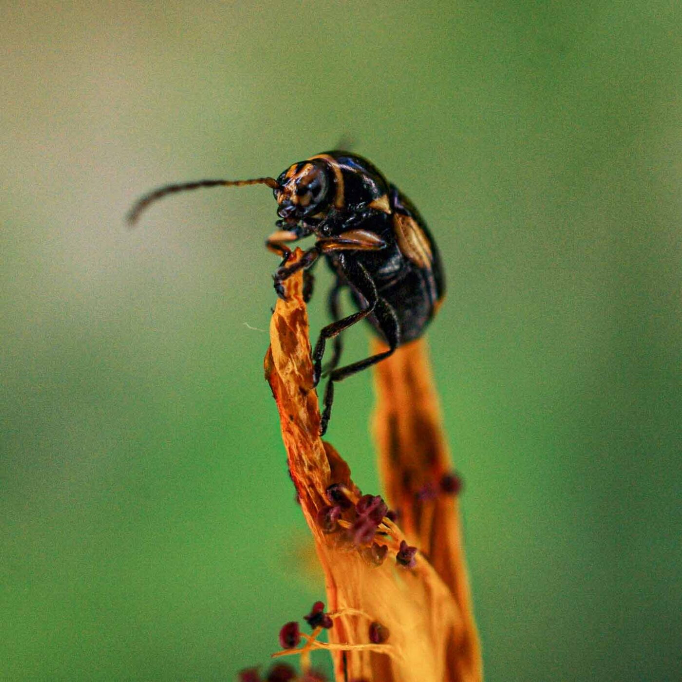 2017-06-25 - NSG Halde Pluto-Wilhelm HER-Wanne