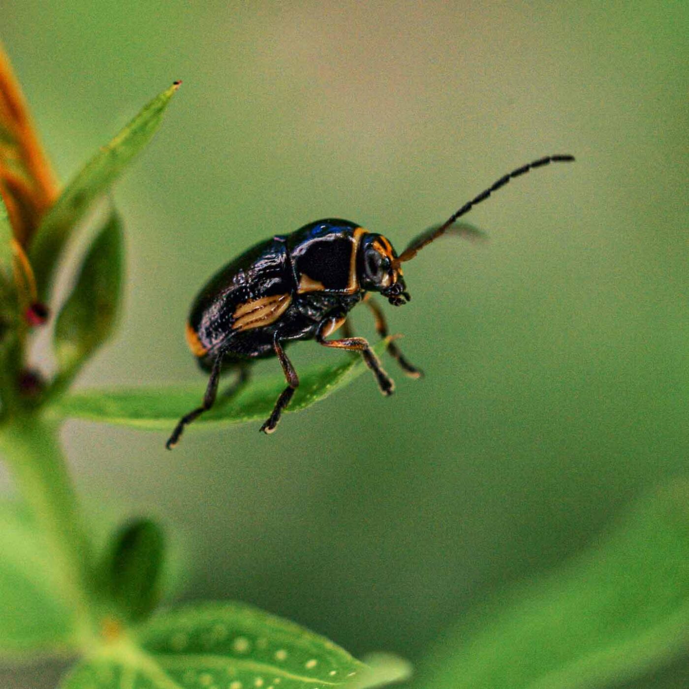 2017-06-25 - NSG Halde Pluto-Wilhelm HER-Wanne