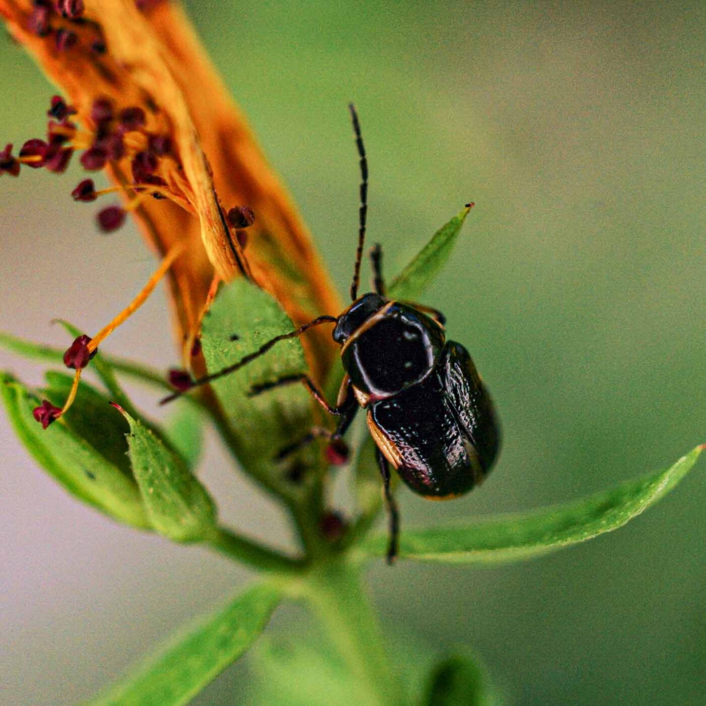 2017-06-25 - NSG Halde Pluto-Wilhelm HER-Wanne