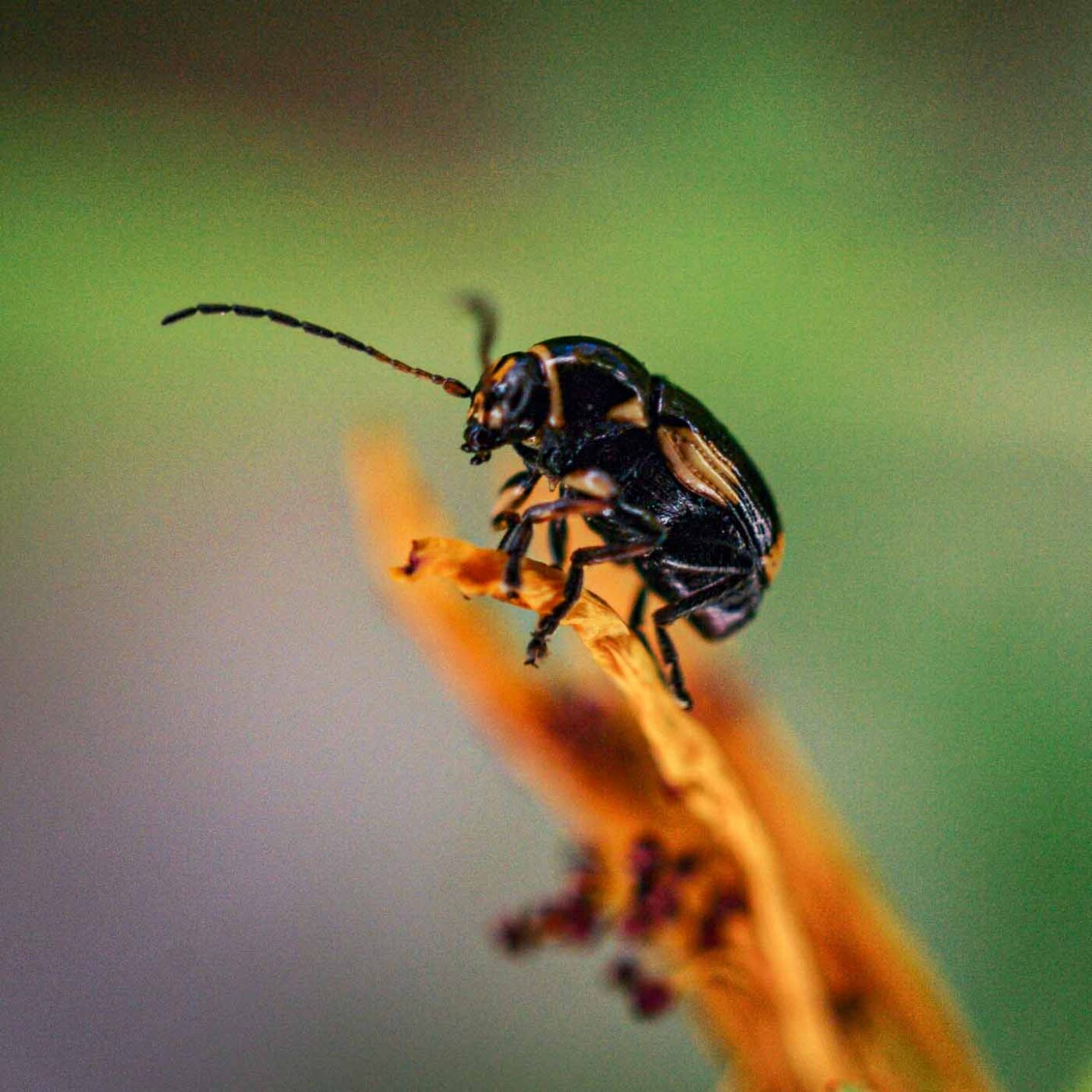 2017-06-25 - NSG Halde Pluto-Wilhelm HER-Wanne