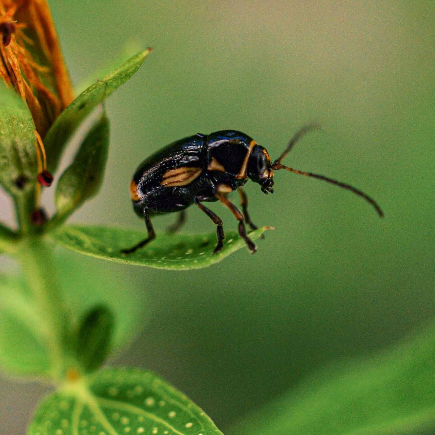 2017-06-25 - NSG Halde Pluto-Wilhelm HER-Wanne