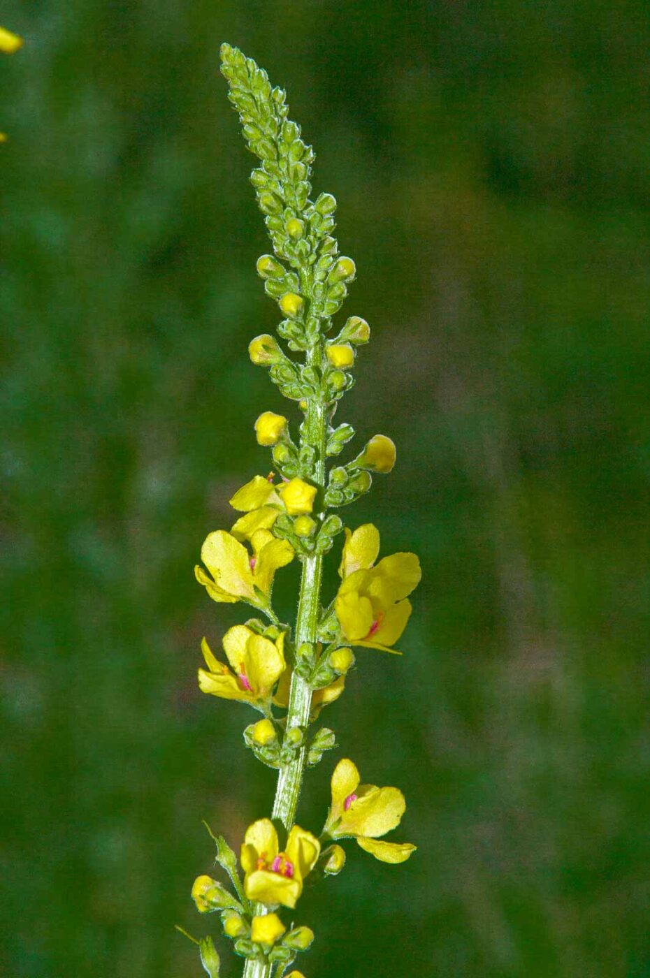 2017-06-25 - NSG Halde Pluto-Wilhelm HER-Wanne