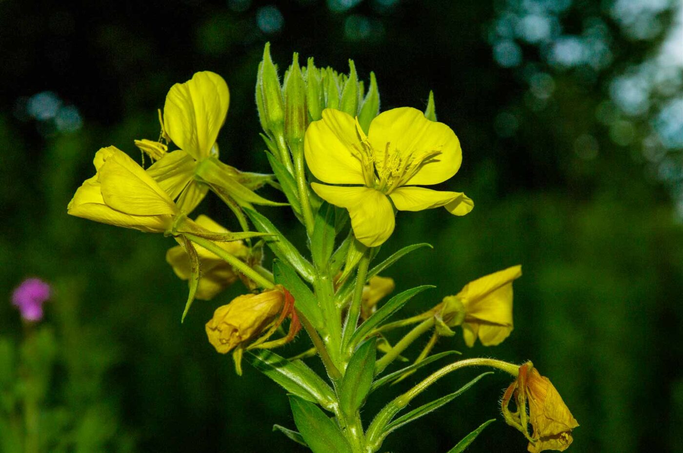 2017-06-25 - NSG Halde Pluto-Wilhelm HER-Wanne