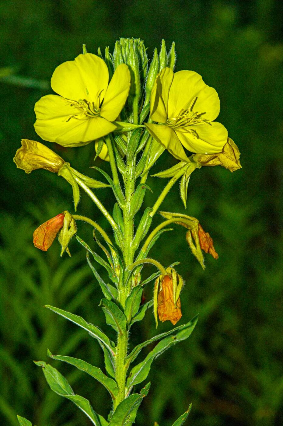 2017-06-25 - NSG Halde Pluto-Wilhelm HER-Wanne