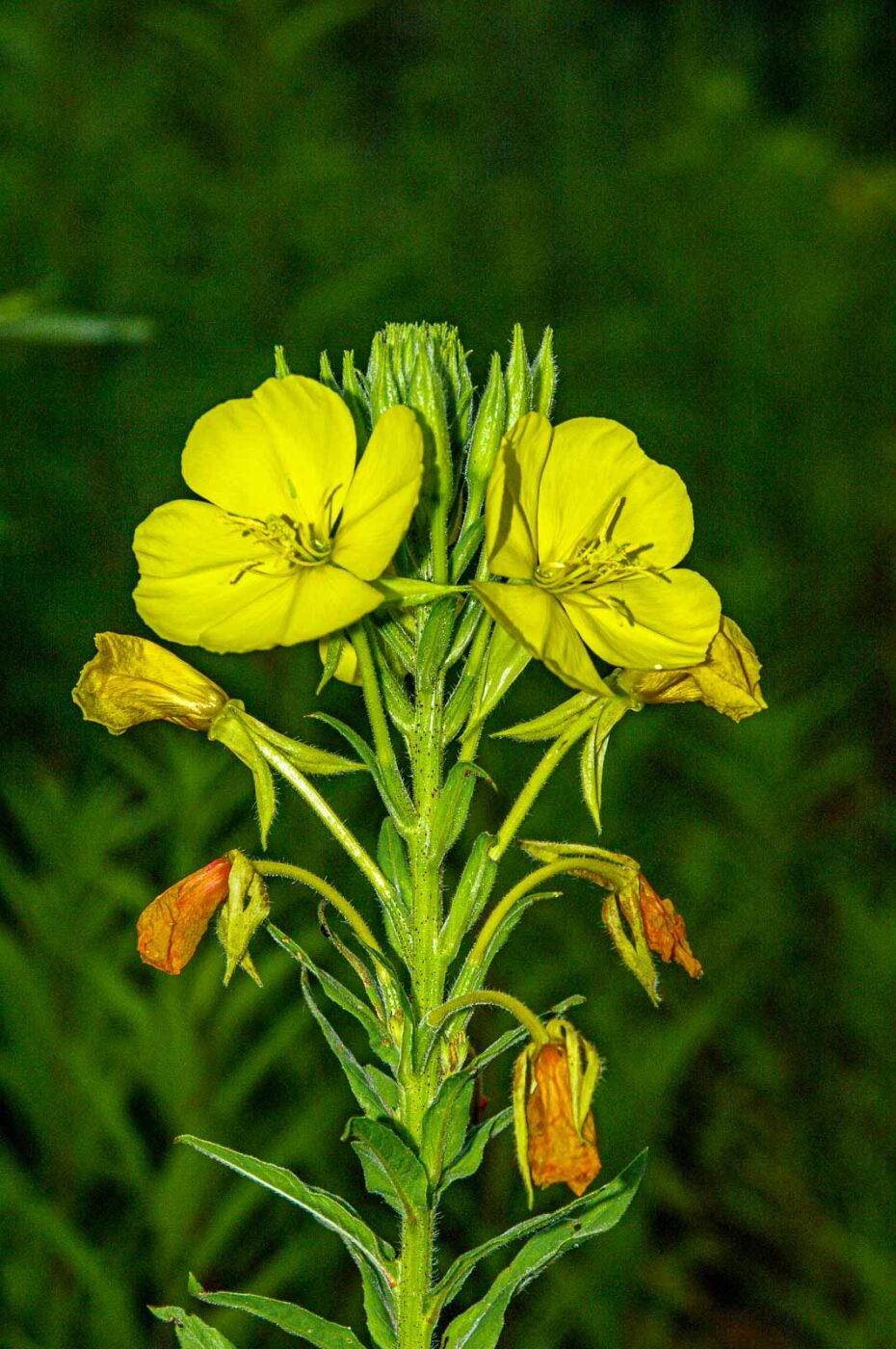 2017-06-25 - NSG Halde Pluto-Wilhelm HER-Wanne