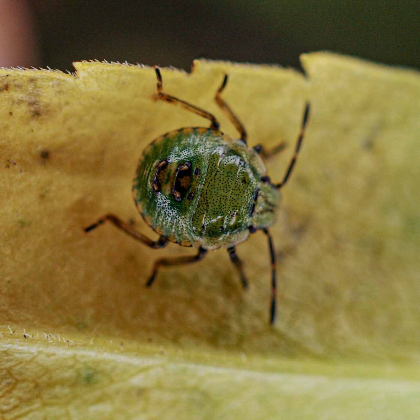 2017-06-25 - NSG Halde Pluto-Wilhelm HER-Wanne