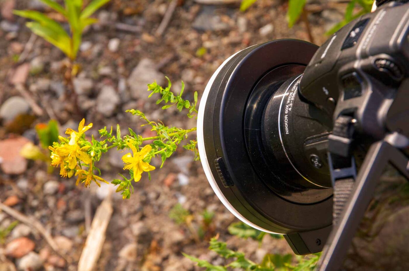 2017-06-25 - NSG Halde Pluto-Wilhelm HER-Wanne