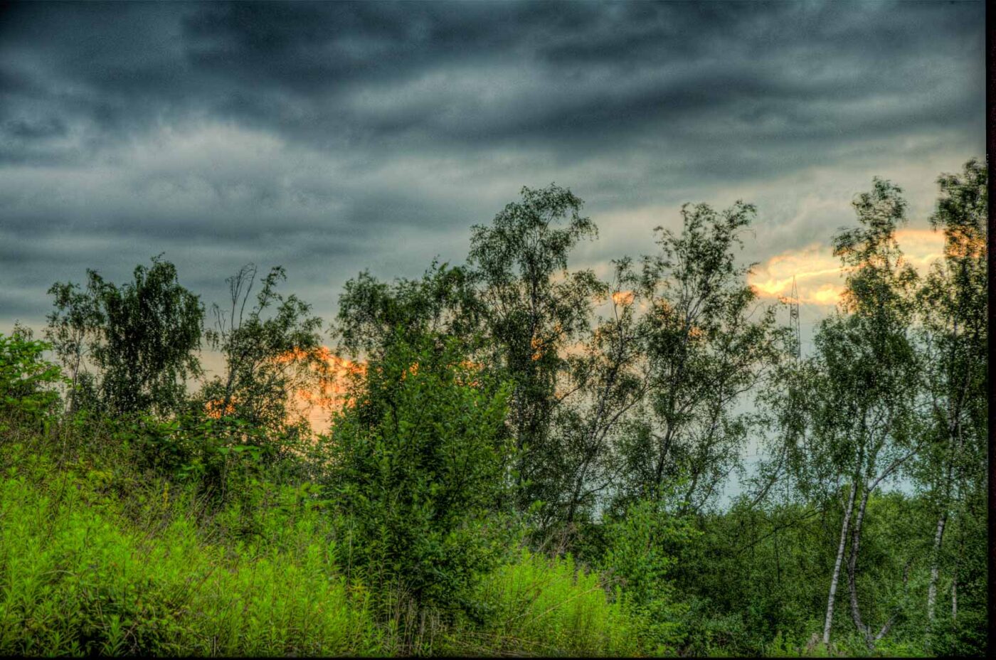 2017-06-25 - NSG Halde Pluto-Wilhelm HER-Wanne