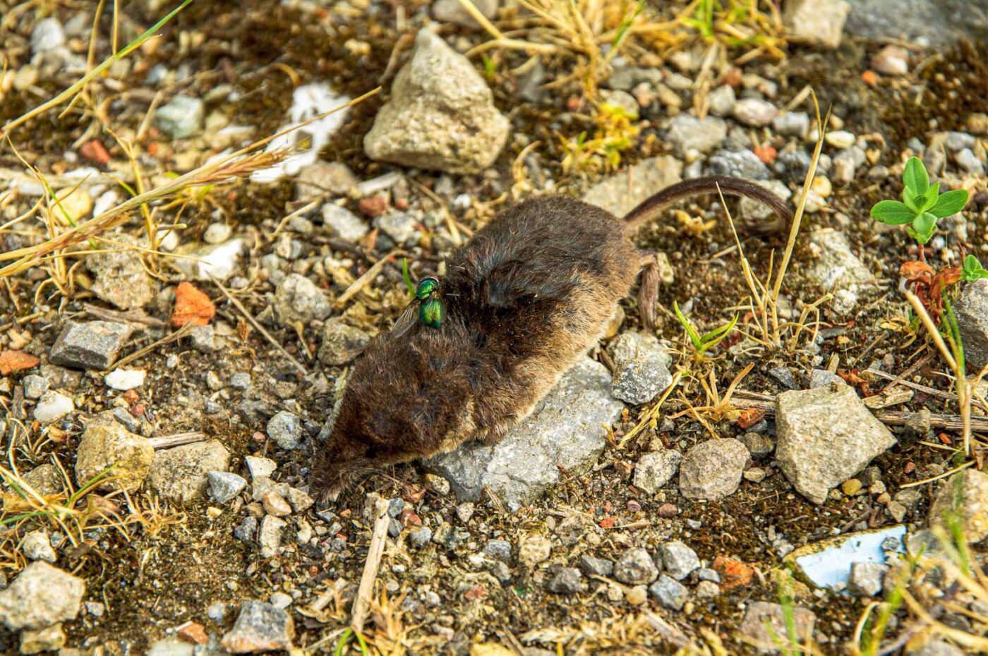 2017-06-25 - NSG Halde Pluto-Wilhelm HER-Wanne